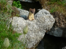 weasel in rocks